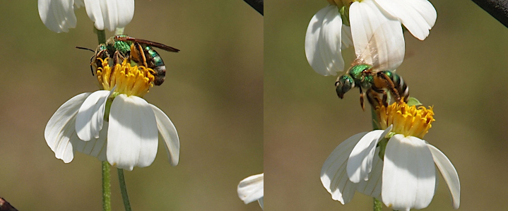 [Two photos spliced together. On the left is a side view of the bee with its head in the yellow center of a white-petaled flower. On the right is the bee with its front legs in the air, the wings blurred and the back end still in the yellow center of the flower. The head is clearly visible and appears to be a triangular shape.]